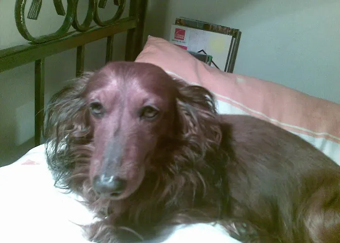 Modra